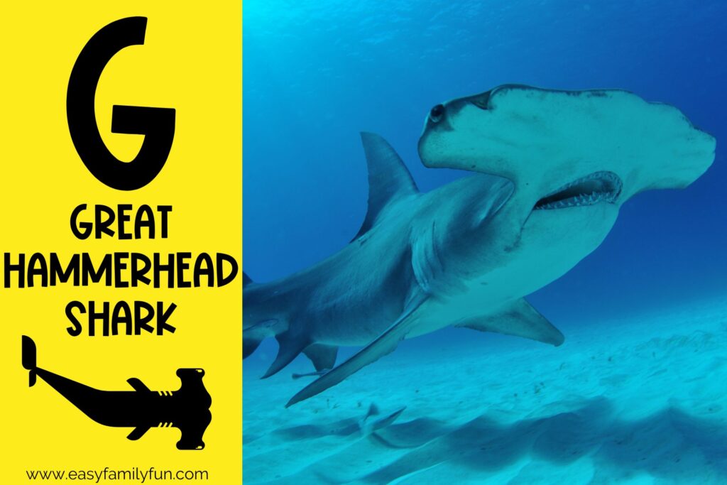 in post image with yellow background, bold G, name of animal that begins with G, and an image of a great hammerhead shark