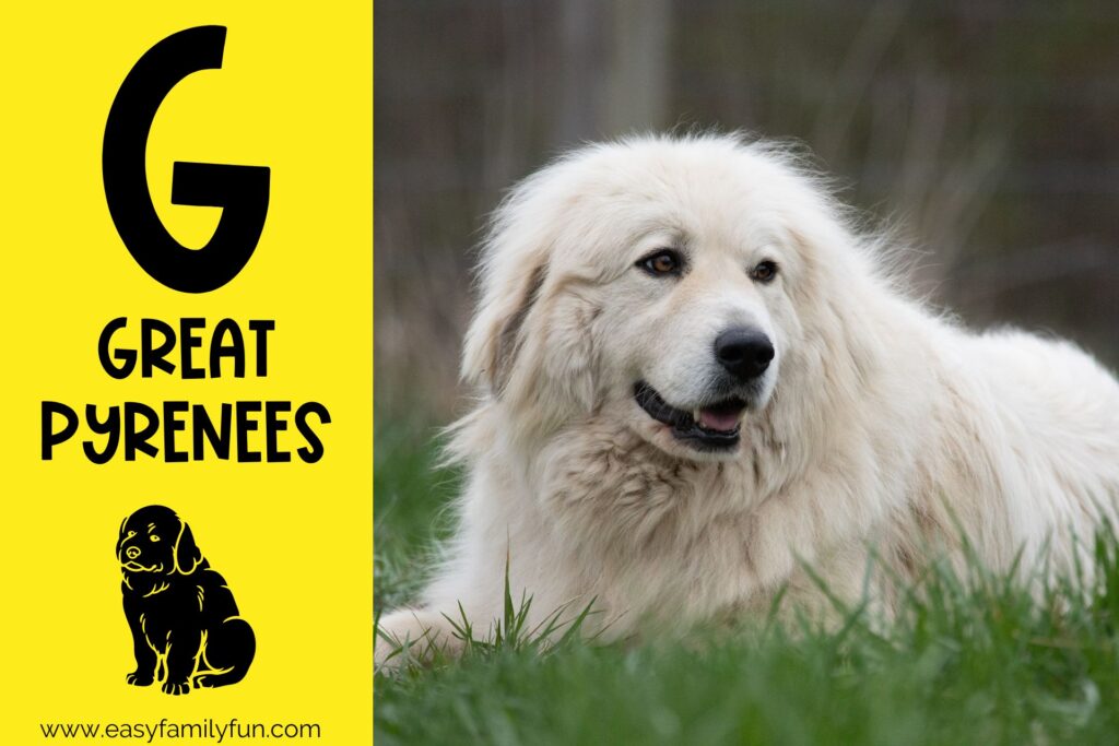 in post image with yellow background, bold G, name of animal that begins with G, and an image of a giant pyrenees