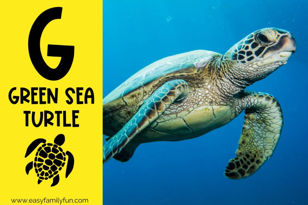 in post image with yellow background, bold G, name of animal that begins with G, and an image of a green sea turtle