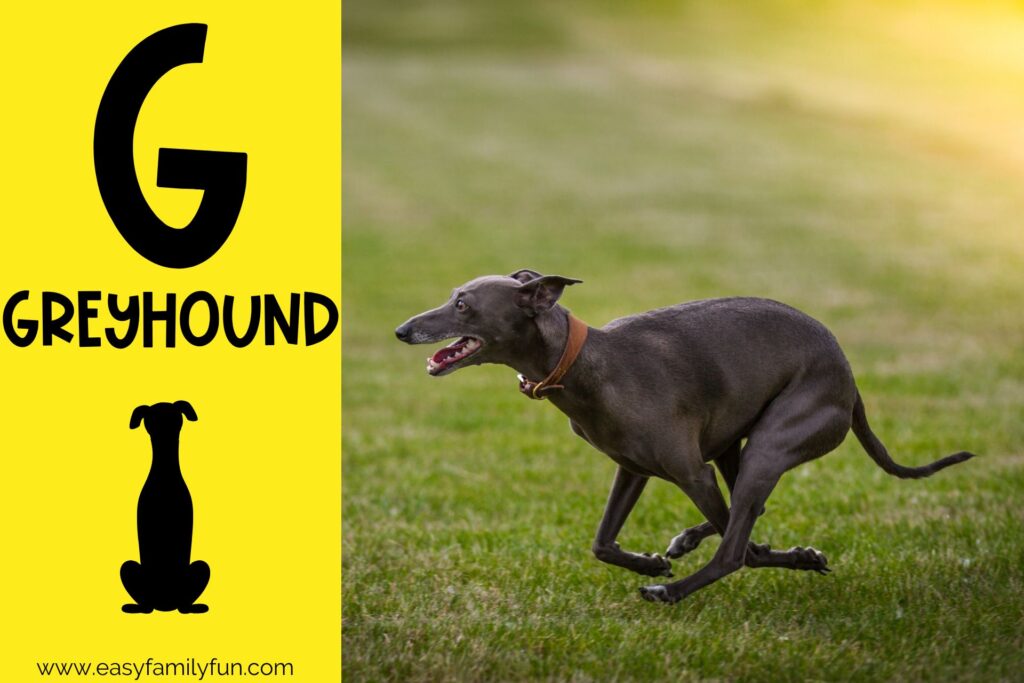 in post image with yellow background, bold G, name of animal that begins with G, and an image of a greyhound