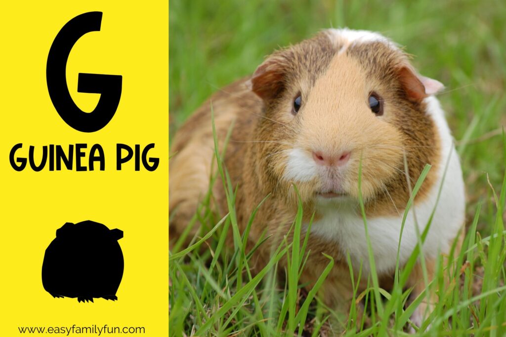 in post image with yellow background, bold G, name of animal that begins with G, and an image of a guinea pig