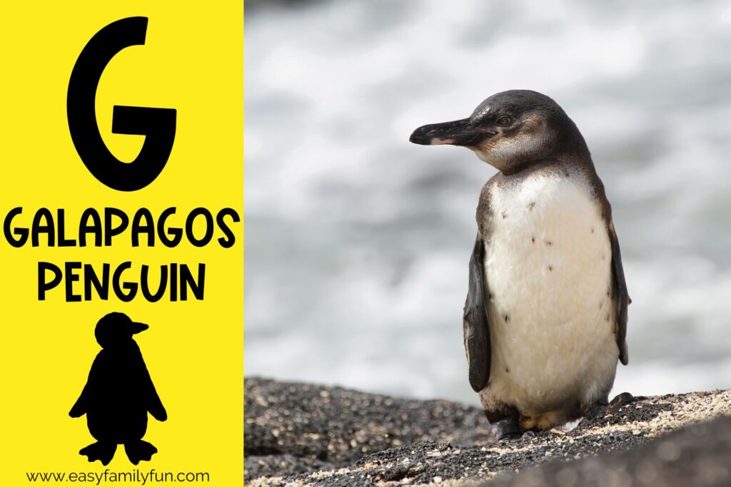 in post image with yellow background, bold G, name of animal that begins with G, and an image of a galapagos penguin