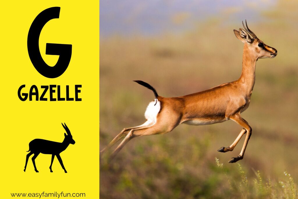 in post image with yellow background, bold G, name of animal that begins with G, and an image of a gazelle