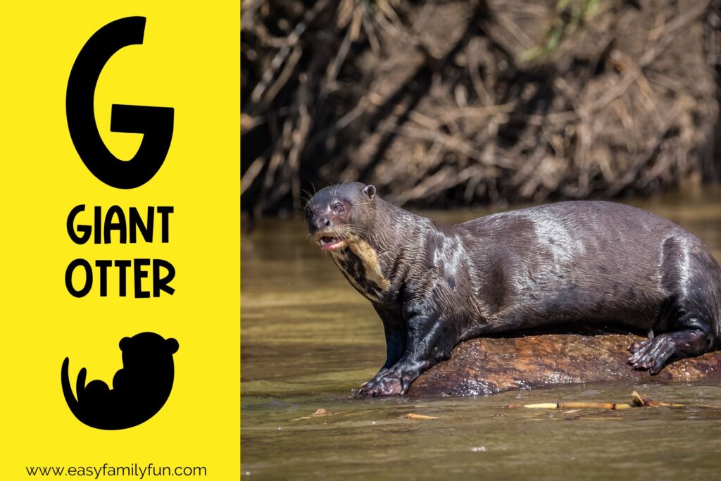 in post image with yellow background, bold G, name of animal that begins with G, and an image of a giant otter