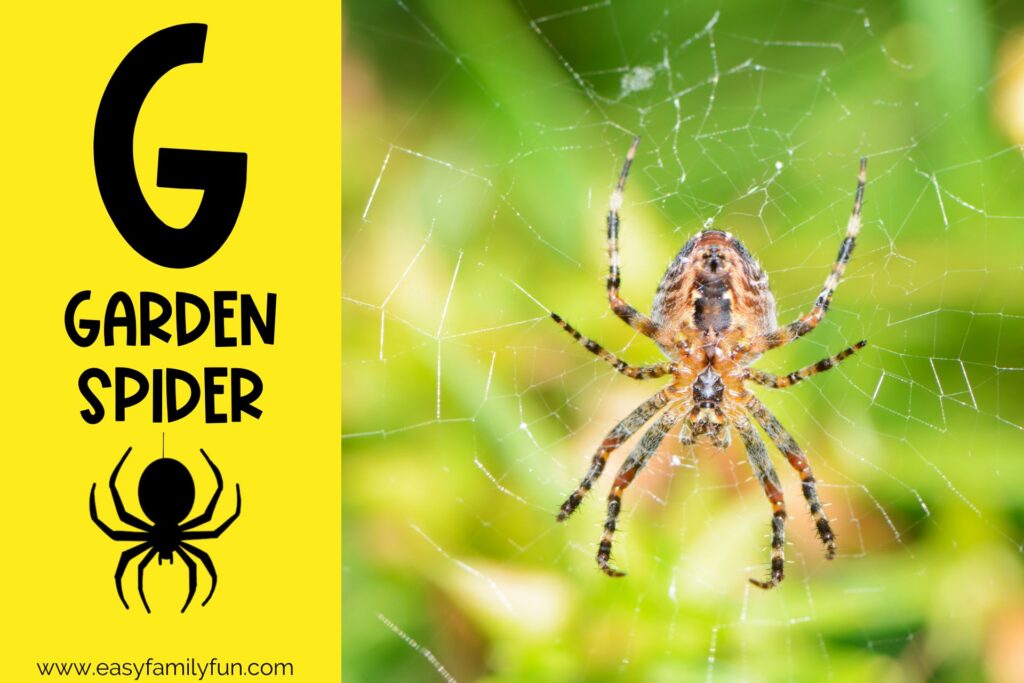 in post image with yellow background, bold G, name of animal that begins with G, and an image of a garden spider