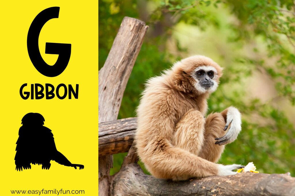 in post image with yellow background, bold G, name of animal that begins with G, and an image of a gibbon