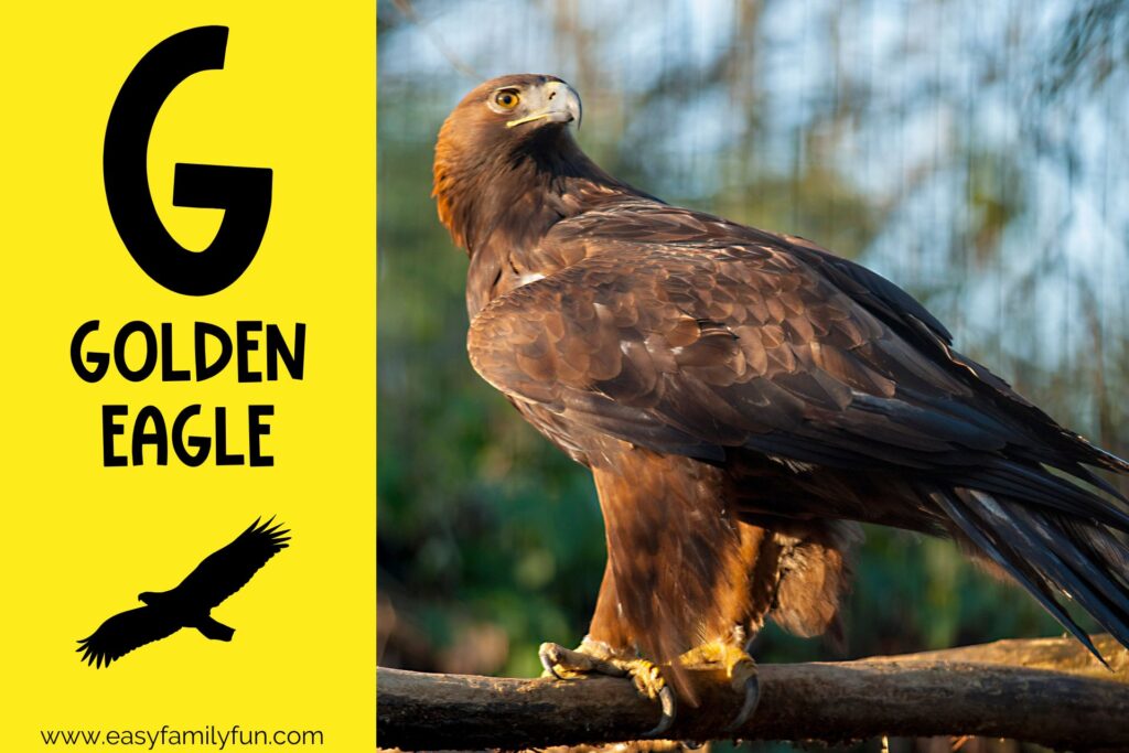 in post image with yellow background, bold G, name of animal that begins with G, and an image of a golden eagle