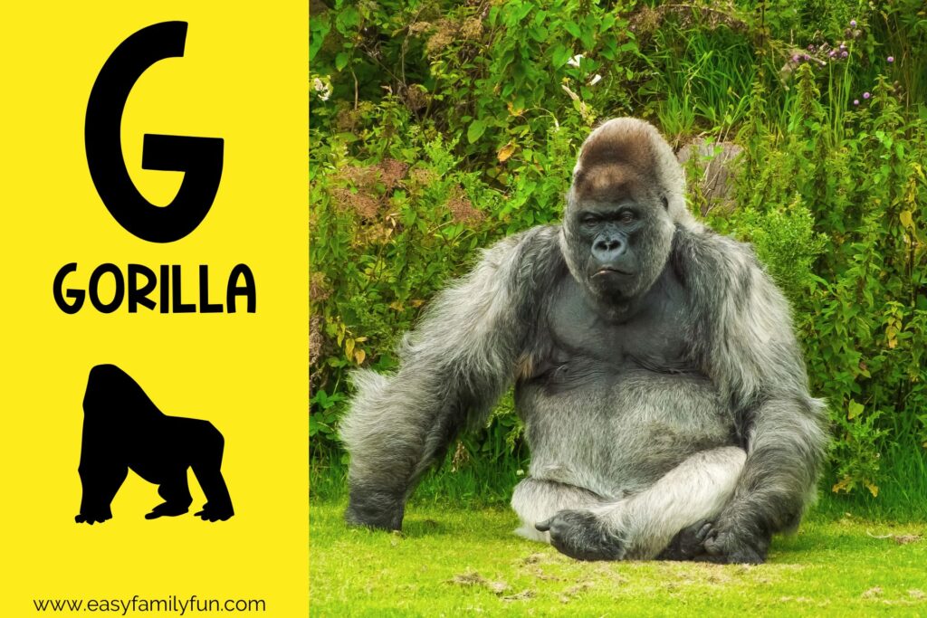 in post image with yellow background, bold G, name of animal that begins with G, and an image of a gorilla