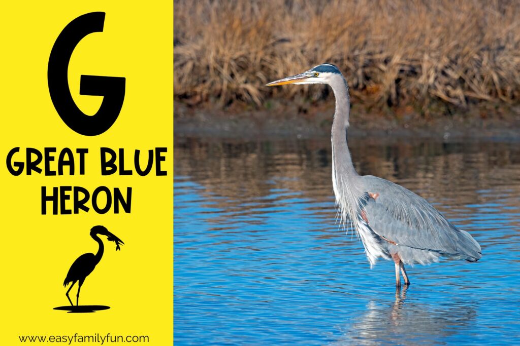 in post image with yellow background, bold G, name of animal that begins with G, and an image of a great blue heron