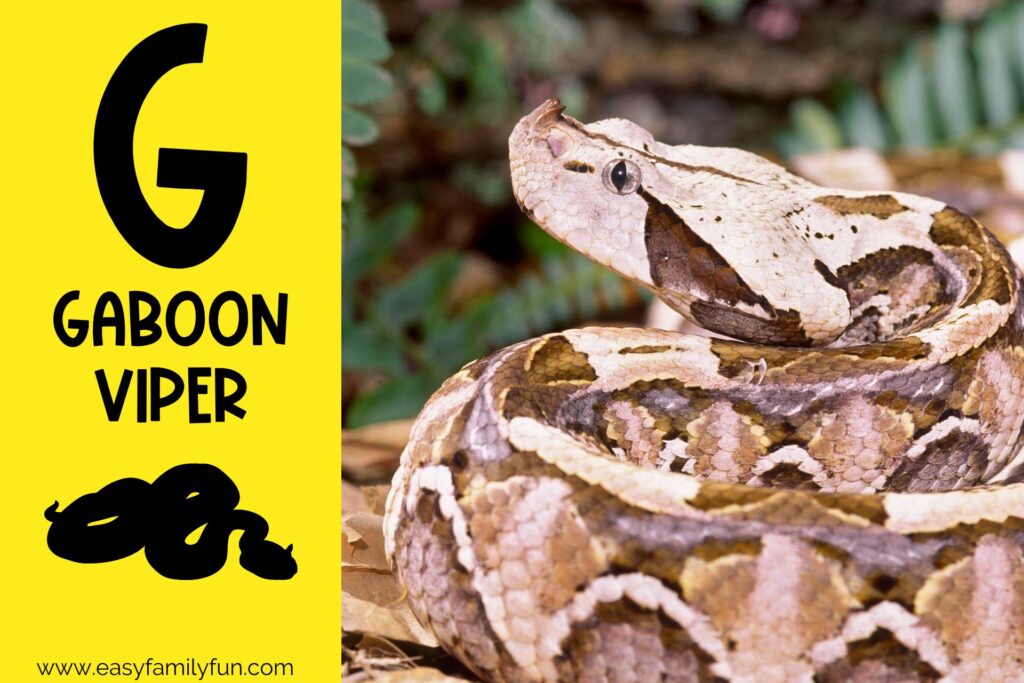 in post image with yellow background, bold G, name of animal that begins with G, and an image of a gaboon viper