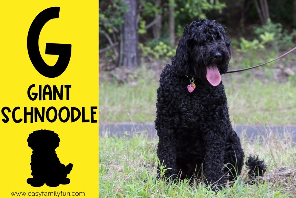 in post image with yellow background, bold G, name of animal that begins with G, and an image of a giant schnoodle