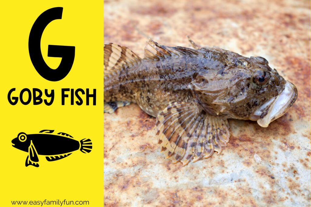 in post image with yellow background, bold G, name of animal that begins with G, and an image of a goby fish