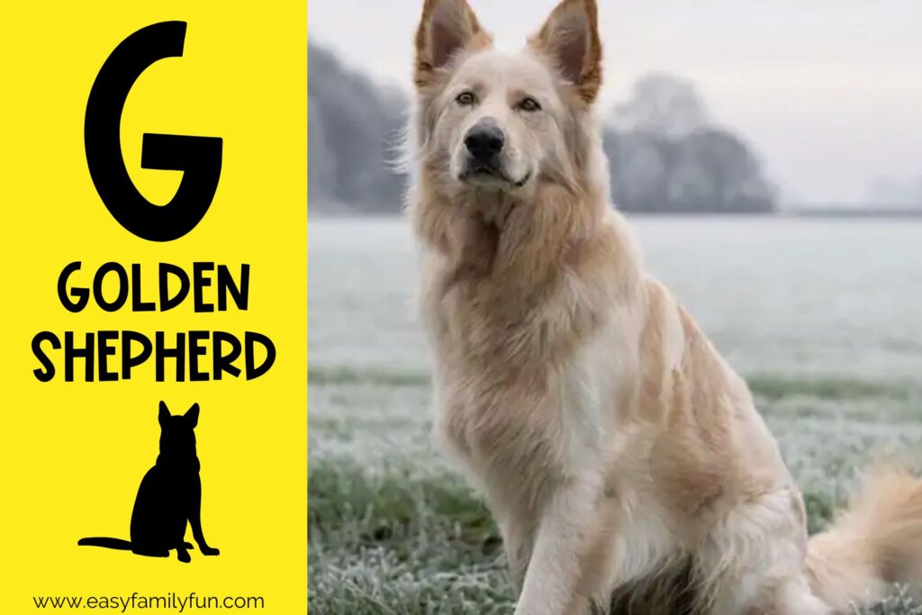 in post image with yellow background, bold G, name of animal that begins with G, and an image of a golden shepherd