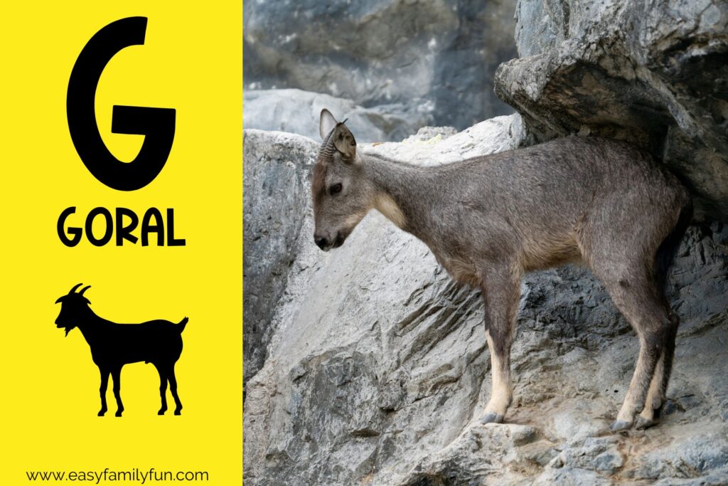 in post image with yellow background, bold G, name of animal that begins with G, and an image of a goral