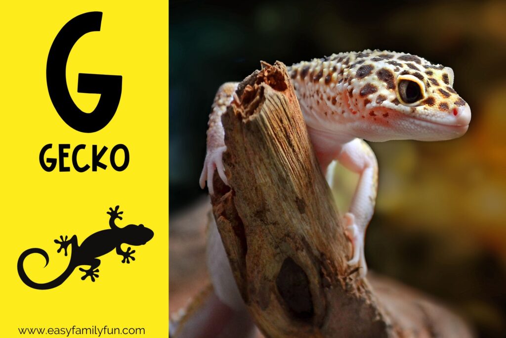 in post image with yellow background, bold G, name of animal that begins with G, and an image of a gecko