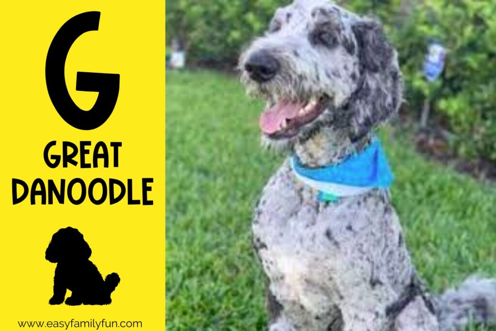 in post image with yellow background, bold G, name of animal that begins with G, and an image of a great danoodle