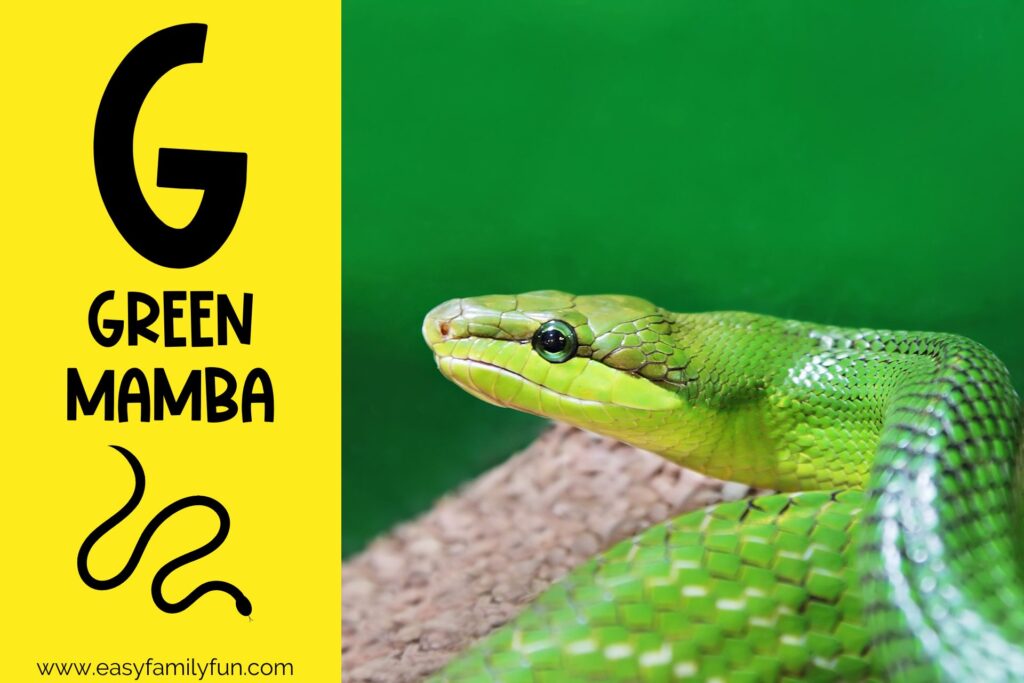 in post image with yellow background, bold G, name of animal that begins with G, and an image of a green mamba