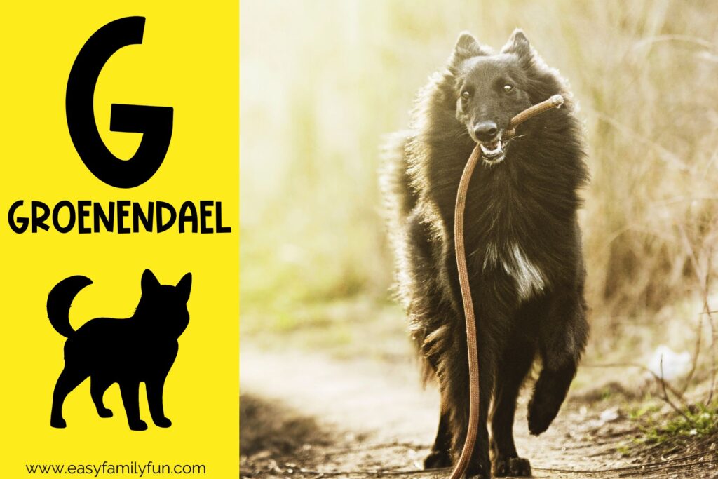 in post image with yellow background, bold G, name of animal that begins with G, and an image of a groenendael