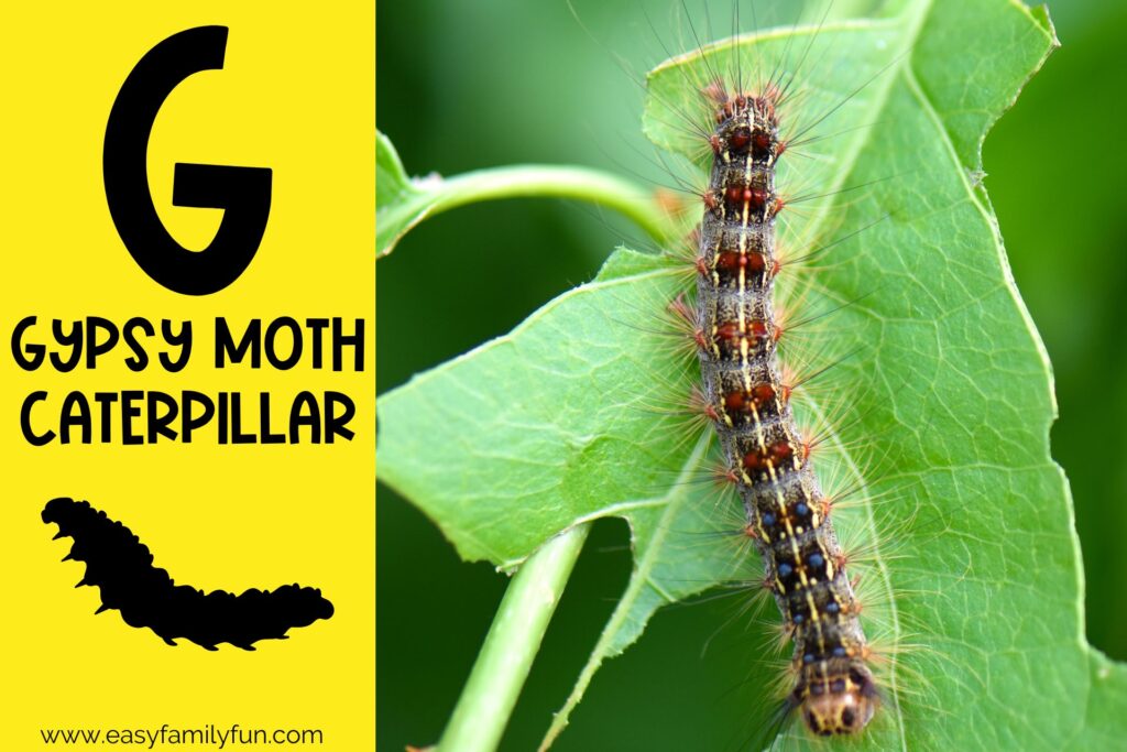 in post image with yellow background, bold G, name of animal that begins with G, and an image of a gypsy moth caterpillar