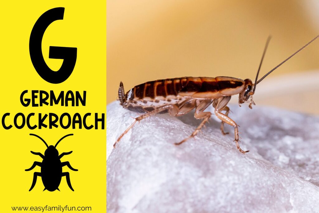 in post image with yellow background, bold G, name of animal that begins with G, and an image of a german cockroach