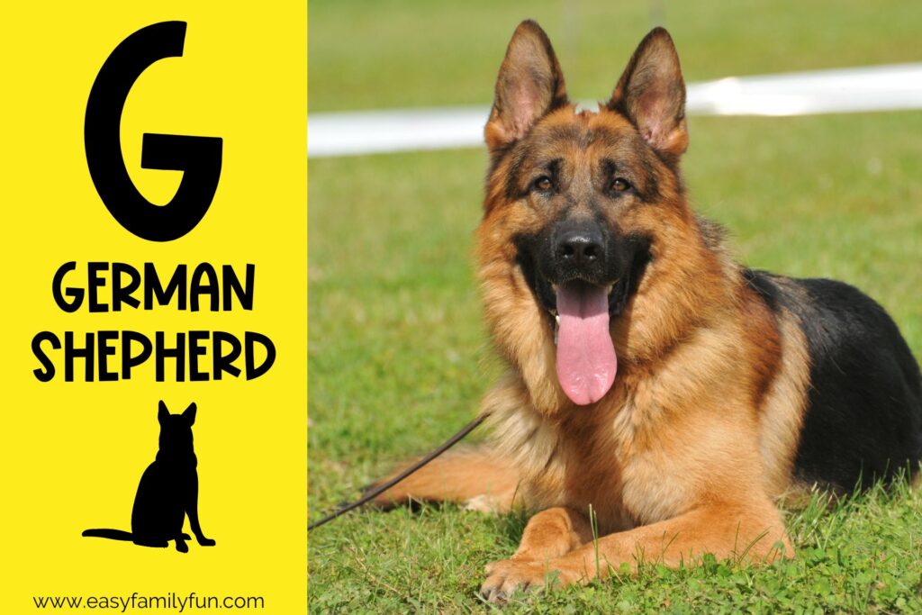 in post image with yellow background, bold G, name of animal that begins with G, and an image of a german shepherd