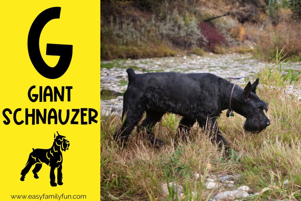 in post image with yellow background, bold G, name of animal that begins with G, and an image of a giant schnauzer