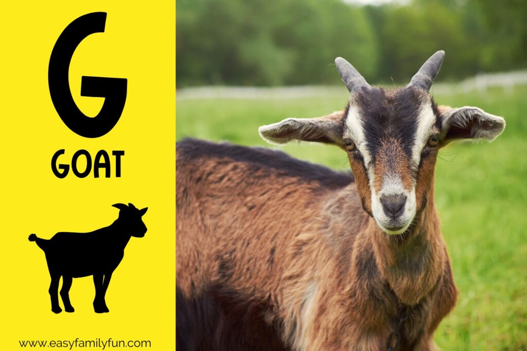 in post image with yellow background, bold G, name of animal that begins with G, and an image of a goat