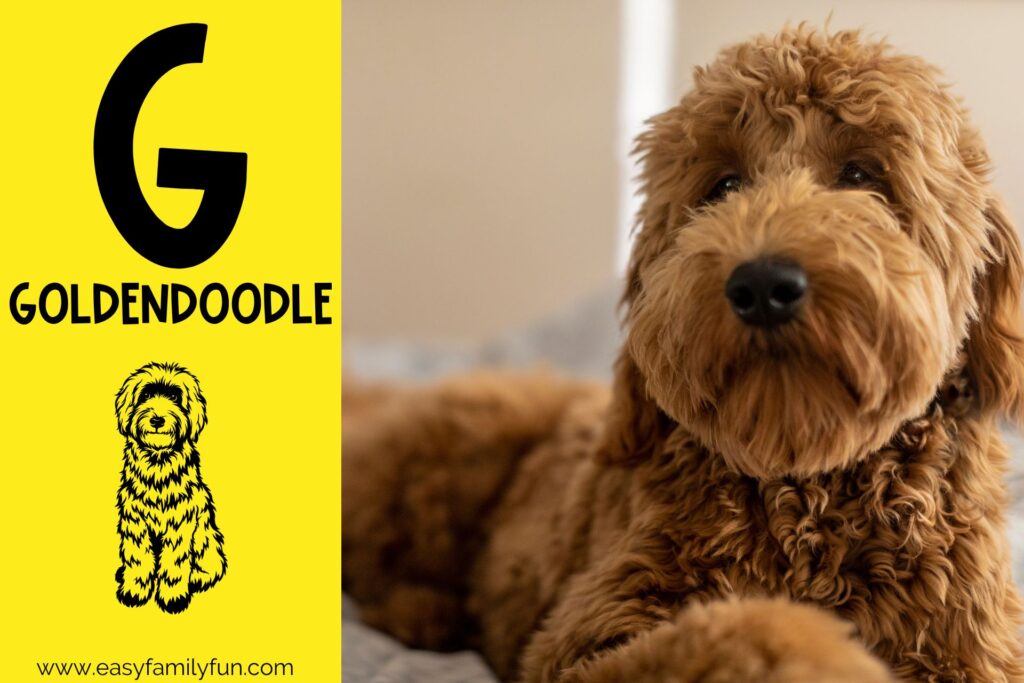 in post image with yellow background, bold G, name of animal that begins with G, and an image of a goldendoodle