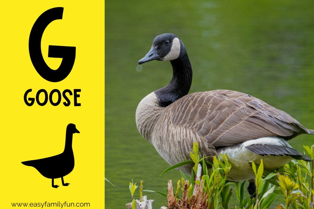 in post image with yellow background, bold G, name of animal that begins with G, and an image of a goose