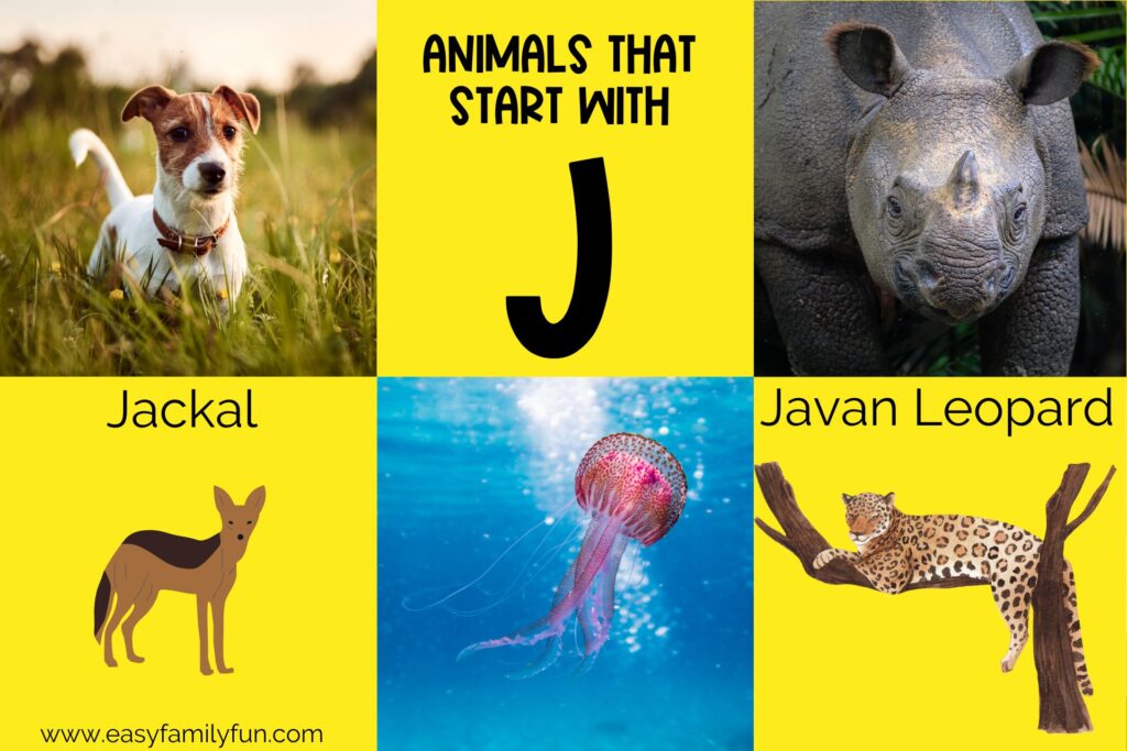 featured image with yellow background, and images of animals that begin with J