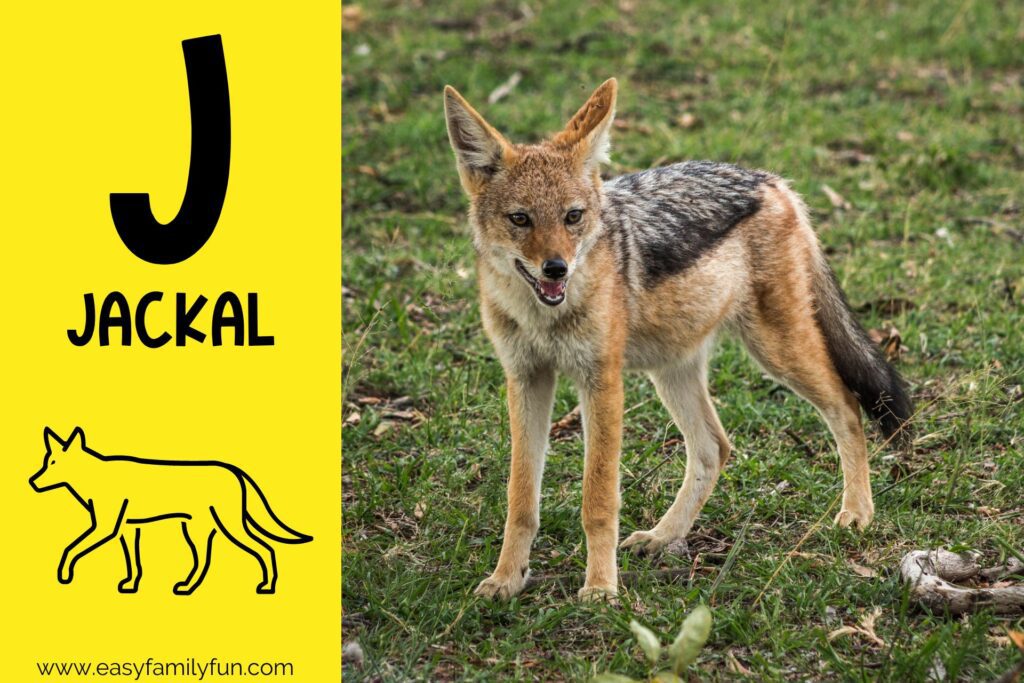 in post image with yellow background, large letter "J", name of animal, and image of Jackal
