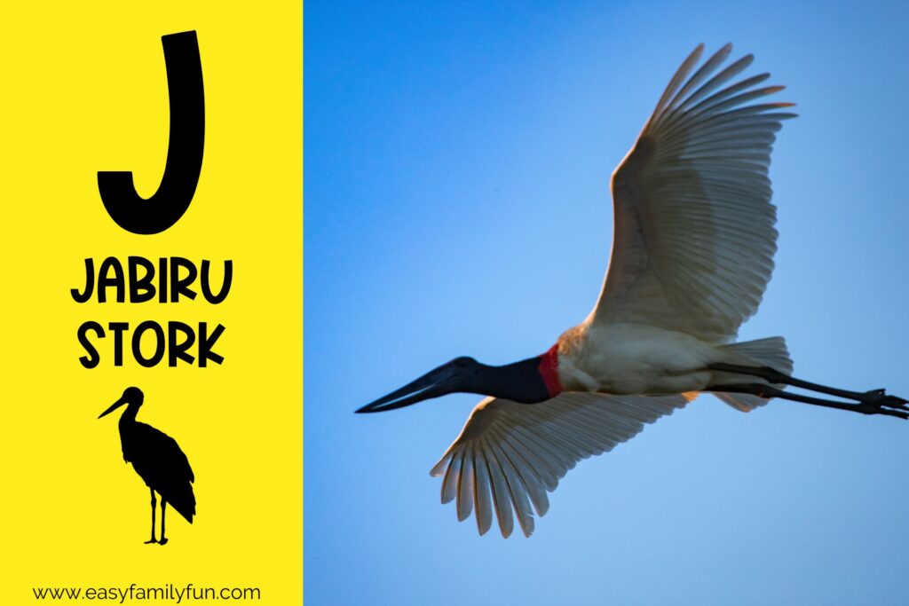 in post image with yellow background, large letter "J", name of animal, and image of Jabiru Stork