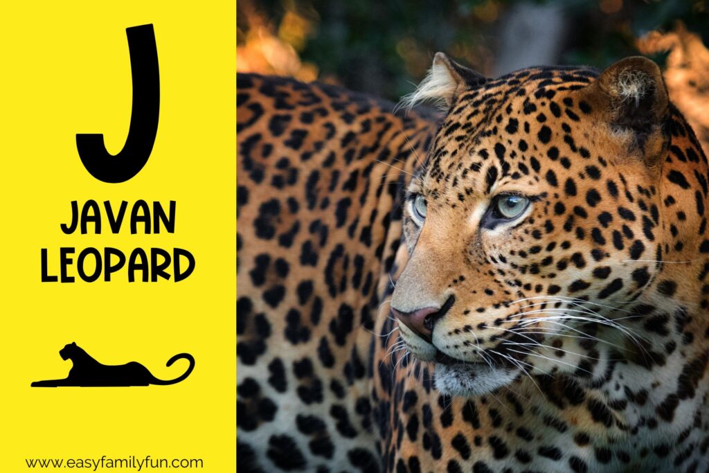 in post image with yellow background, large letter "J", name of animal, and image of Javan Leopard