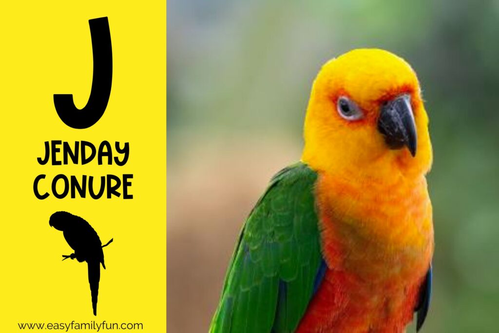 in post image with yellow background, large letter "J", name of animal, and image of Jenday Conure