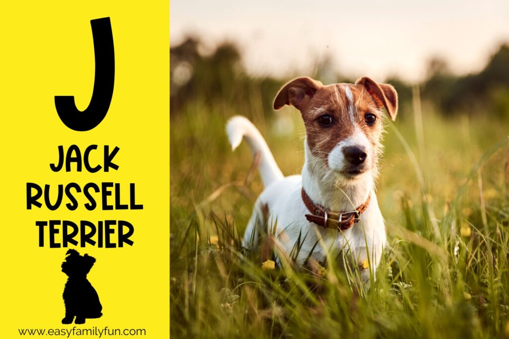 in post image with yellow background, large letter "J", name of animal, and image of Jack Russell Terrier