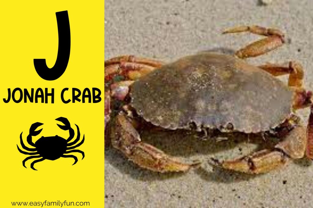 in post image with yellow background, large letter "J", name of animal, and image of Jonah Crab