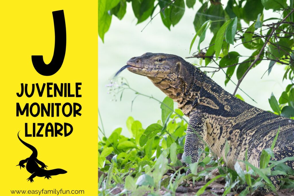in post image with yellow background, large letter "J", name of animal, and image of Juvenile Monitor LIzard