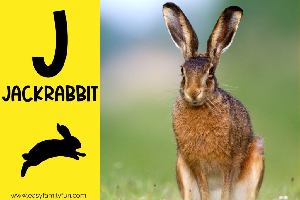 in post image with yellow background, large letter "J", name of animal, and image of Jackrabbit