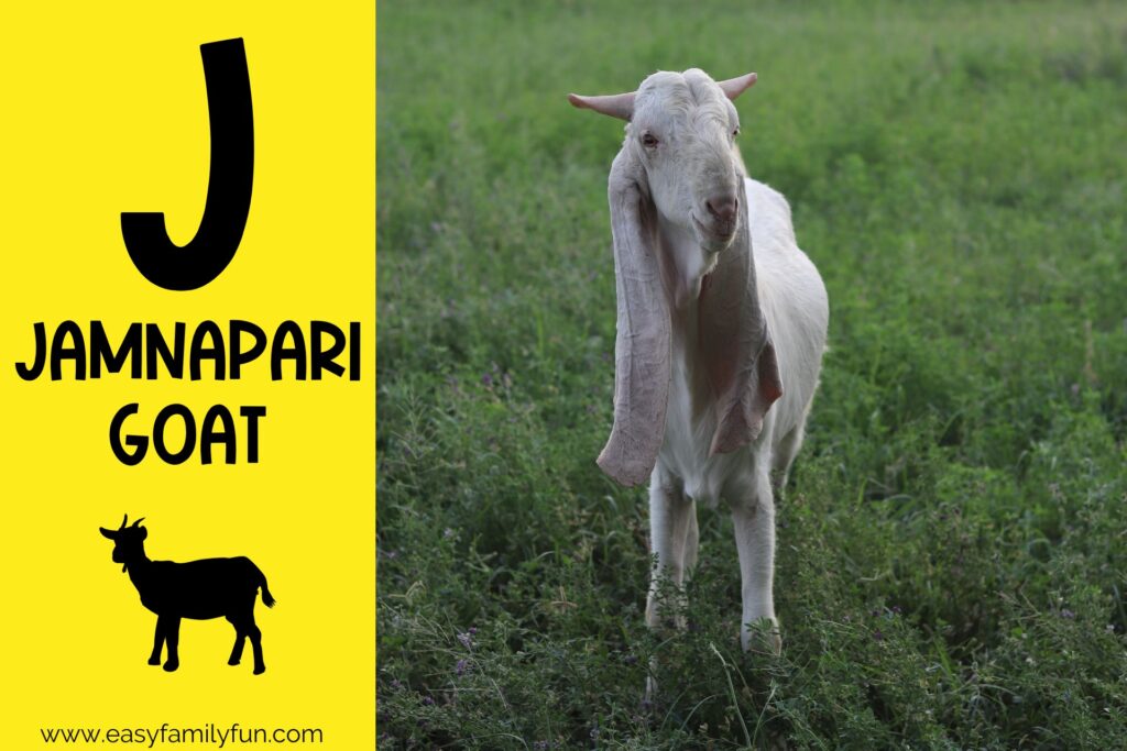 in post image with yellow background, large letter "J", name of animal, and image of Jamnapari Goat