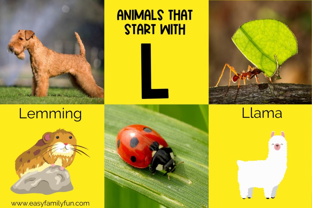 featured image with yellow background, large title stating "Animals that Start with L" and images of animals that begin with L