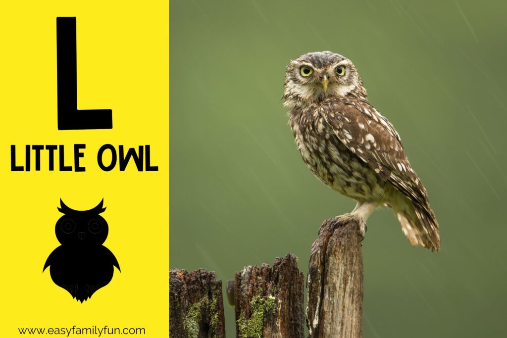 in post image with yellow background, large letter L, name of animal and image of a little owl