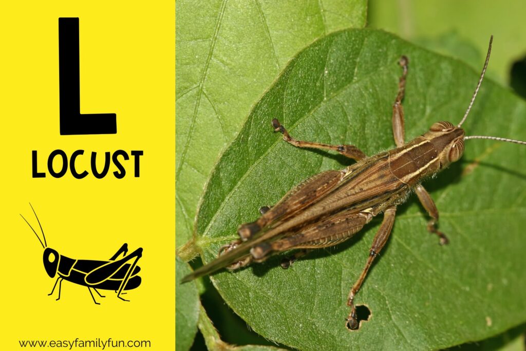 in post image with yellow background, large letter L, name of animal and image of a locust