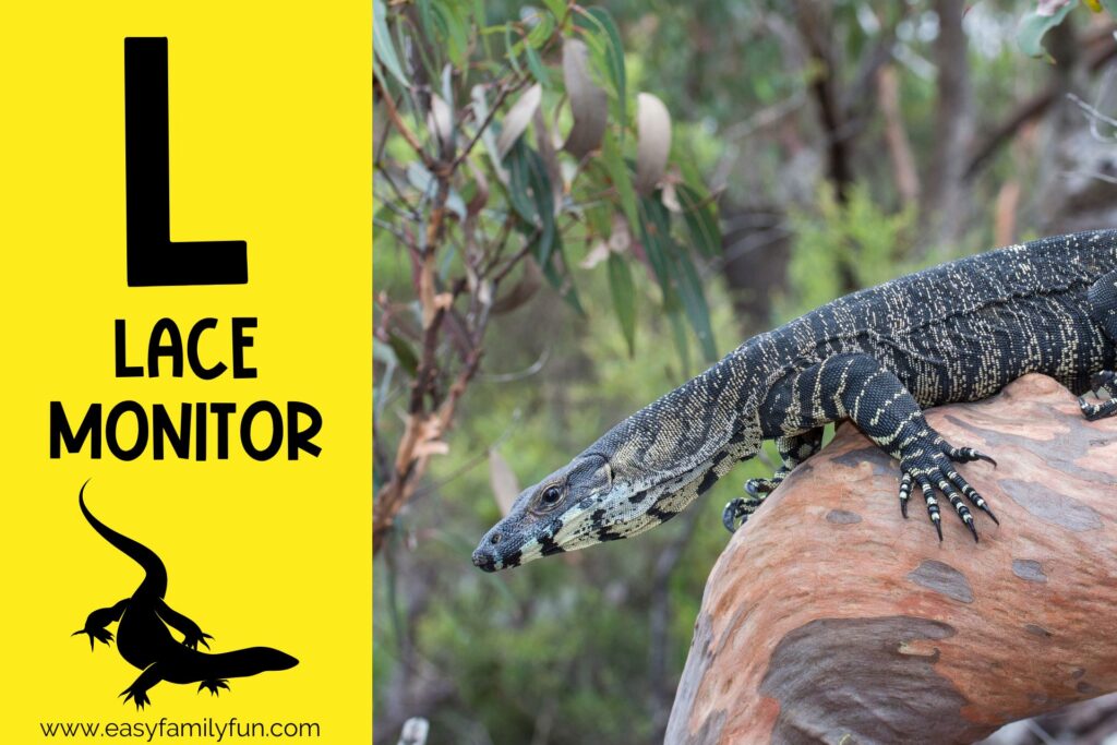 in post image with yellow background, large letter L, name of animal and image of a lace monitor