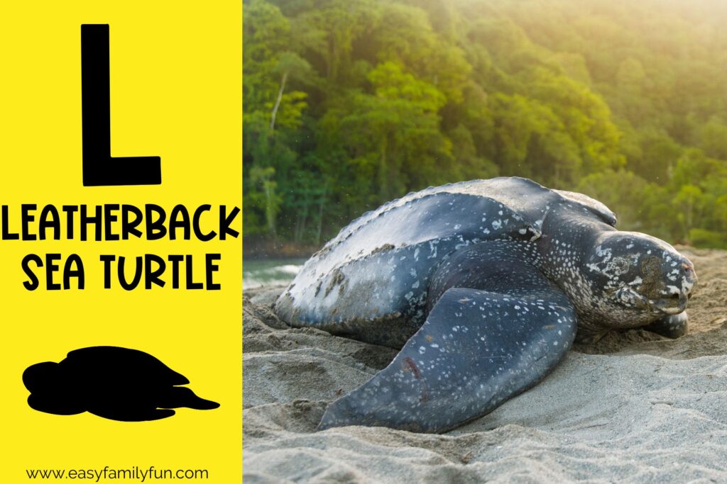 in post image with yellow background, large letter L, name of animal and image of a leatherback sea turtle