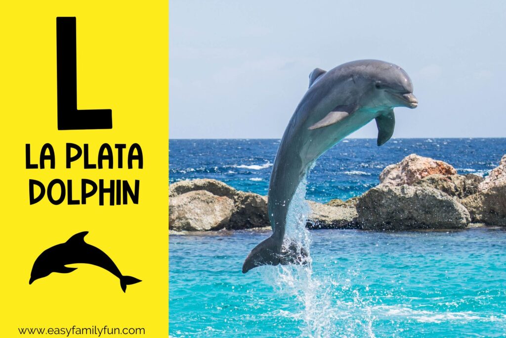 in post image with yellow background, large letter L, name of animal and image of a la plata dolphin