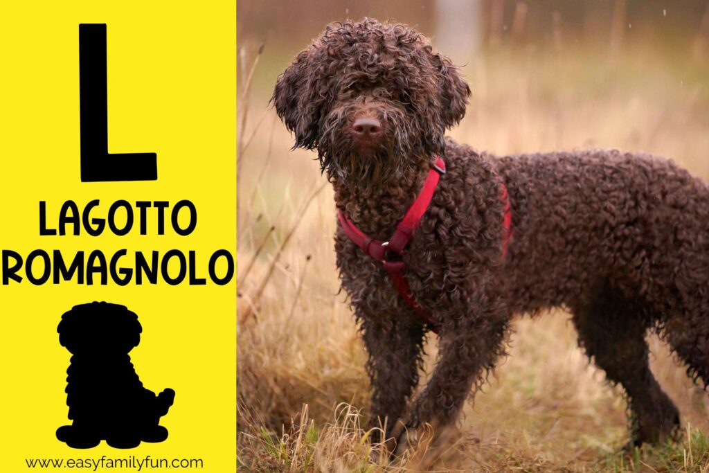 in post image with yellow background, large letter L, name of animal and image of a lagotto romagnolo
