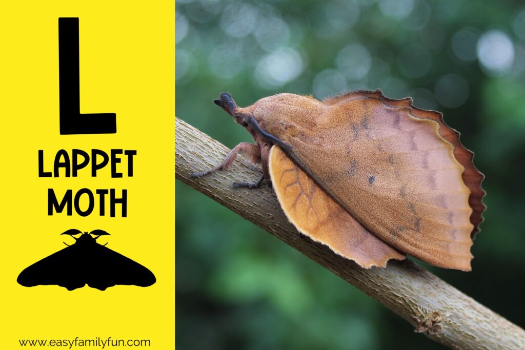 in post image with yellow background, large letter L, name of animal and image of a lappet moth