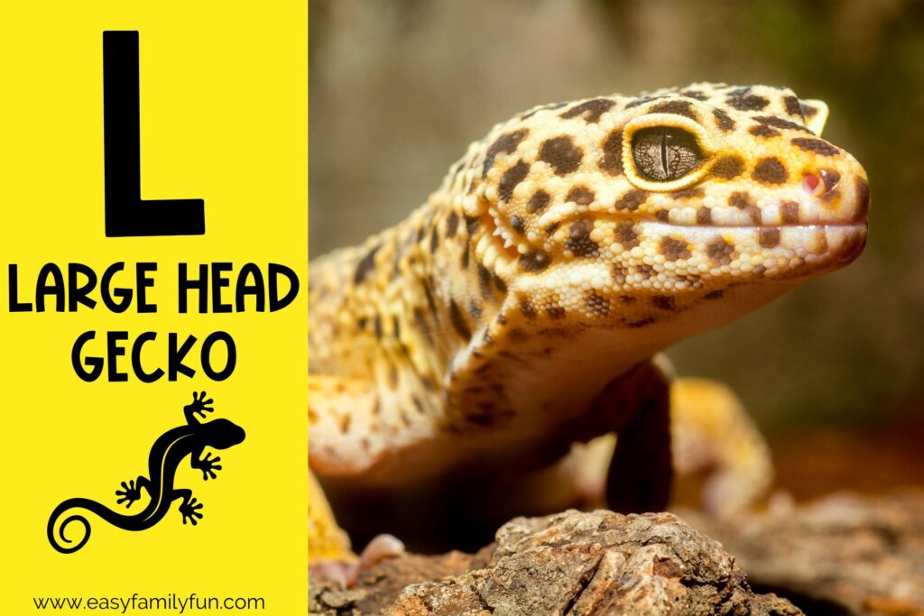 in post image with yellow background, large letter L, name of animal and image of a large head gecko