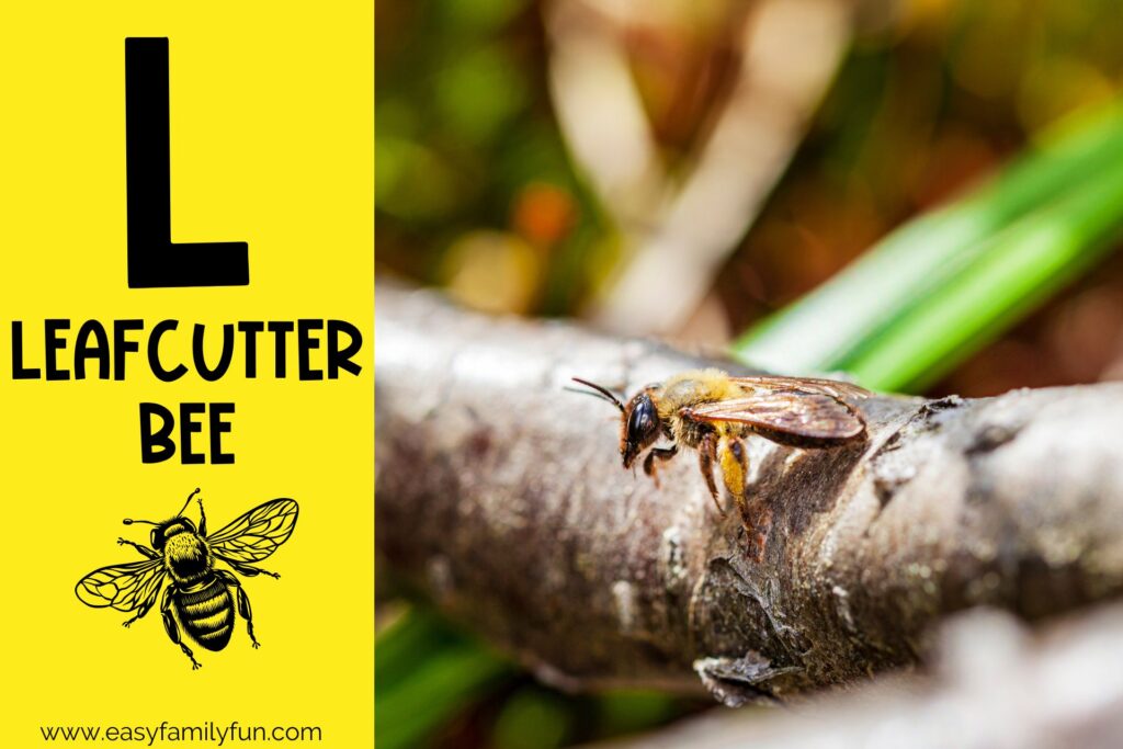 in post image with yellow background, large letter L, name of animal and image of a leafcutter bee