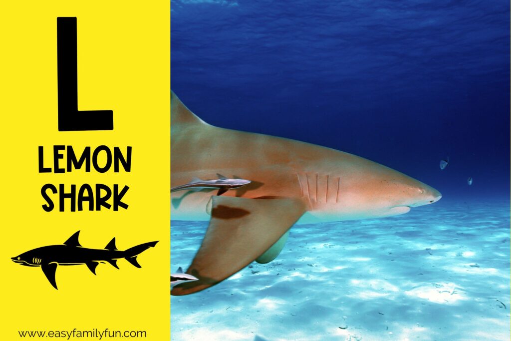 in post image with yellow background, large letter L, name of animal and image of a lemon shark
